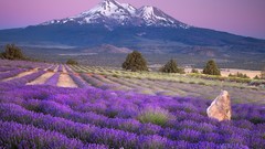 Landscapes farm California lavender Mount Shasta