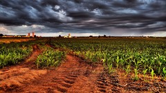Landscapes fields cornfield tire tracks