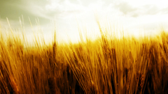 Landscapes fields grain