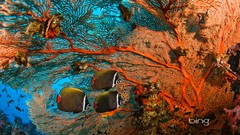 Landscapes fish bing