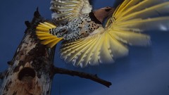Landscapes flight nature Alaska woodpecker