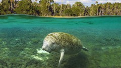 Landscapes Florida underwater manatee split-view Crystal River