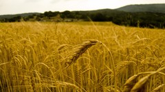 Landscapes Flower wall