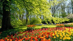 Landscapes Flowers Garden