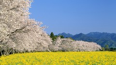 Landscapes Flowers Mountains Japan spring cherry blossoms 