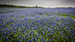 Landscapes Flowers nature Bluebonnet