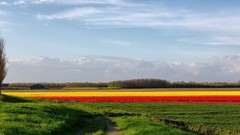 Landscapes Flowers nature bright colors country field