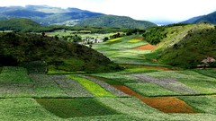 Landscapes Flowers nature China bloom yunnan