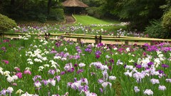 Landscapes Flowers nature Irises