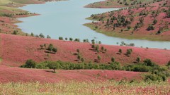 Landscapes Flowers nature Italy lakes italia Basilicata