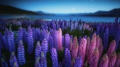 Landscapes Flowers nature lupine