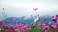 Landscapes Flowers nature Mountains clouds pink flowers cosmos 