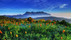 Landscapes Flowers nature Mountains pasture Thailand wildlife