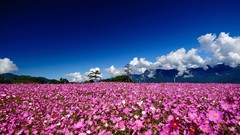 Landscapes Flowers nature Mountains sky meadows pink flowers 