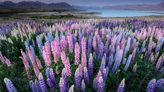 Landscapes Flowers nature New Zealand lakes lupine