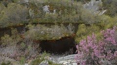 Landscapes Flowers nature pink Spain multicolor forests 