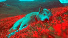 Landscapes Flowers nature sleeping Wolves chill