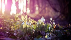 Landscapes Flowers nature spring snowdrops Wood