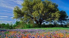 Landscapes Flowers nature Trees Bluebonnet