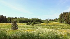 Landscapes Flowers nature Trees sky dandelions fir june