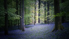 Landscapes Flowers nature Trees trunks Green England lilac 