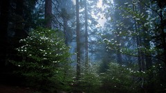 Landscapes Flowers nature Trees white Green early morning 