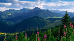 Landscapes Flowers nature Trees yellow Mountains clouds pink 