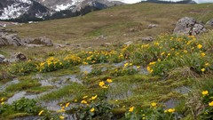 Landscapes Flowers nature water Mountains calthion