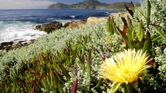 Landscapes Flowers South Africa Beaches national park cape town