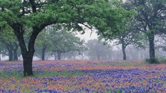 Landscapes Flowers Texas oak Bluebonnet