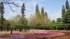 Landscapes Flowers Trees Park skies Gard