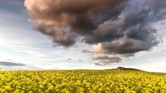 Landscapes Flowers yellow clouds hut fields skyscapes
