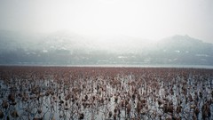 Landscapes fog China Plants houses sia
