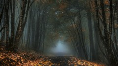 Landscapes fog nature autumn Sleepy Hollow roads paths forests