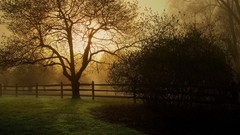 Landscapes fog nature light protection gloomy