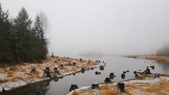Landscapes fog nature national geographic rivers tree stumps