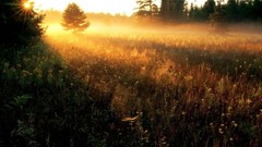 Landscapes fog nature sun evening Herbs