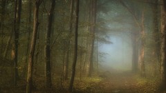 Landscapes fog nature Trees autumn leaves forests dawning