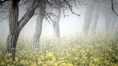 Landscapes fog nature Trees bark colors Herbs