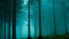 Landscapes fog nature Trees dark branches spruce forests