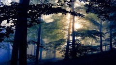 Landscapes fog nature Trees dawn Green forests sunbeams