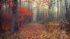 Landscapes fog nature Trees grass red early morning paths 