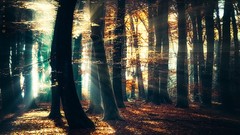 Landscapes fog nature Trees light sun rays autumn leaves forests