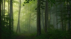 Landscapes fog nature Trees pathway morning mystical