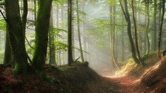 Landscapes fog nature Trees pathway paths sun rays mystic