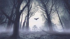 Landscapes fog nature Trees snow dark Birds Eagles awakening 