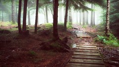 Landscapes fog nature Trees trail paths forests dawning