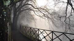 Landscapes fog nature Trees water railing lakes scenic