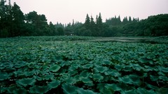 Landscapes fog Trees China Plants Asia forests evergreens