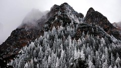 Landscapes fog Trees snow Mountains evergreens
